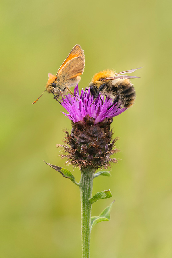 Small Skipper and Bee